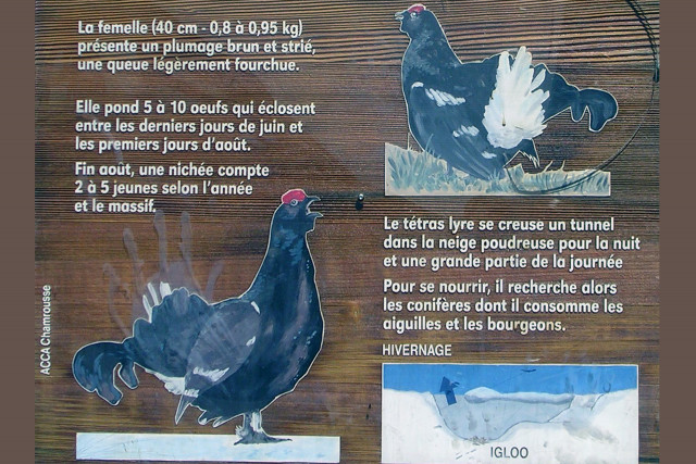 Tétras lyre Chamrousse