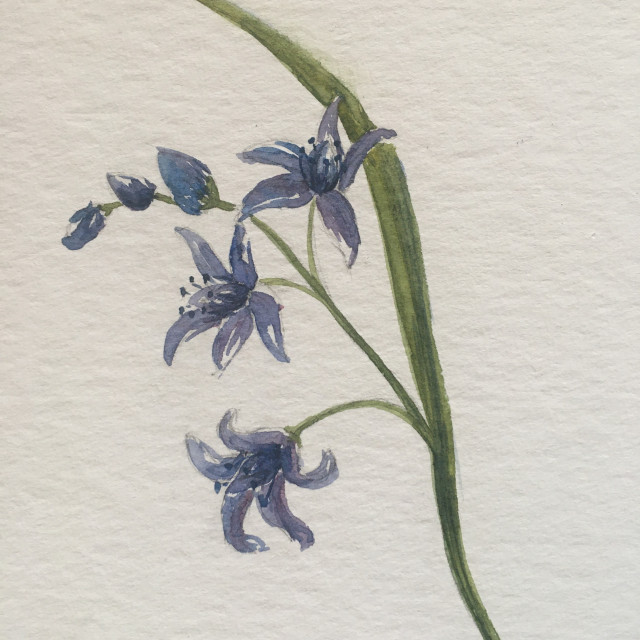 Chamrousse watercolour walk