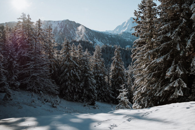 Forest bath Chamrousse