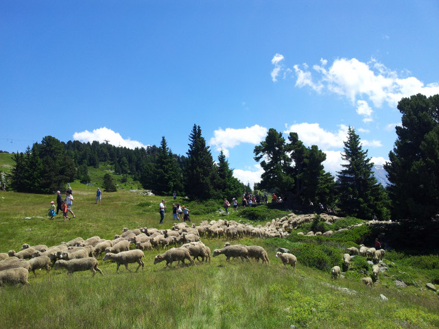 Chamrousse Celebration of seasonal migration - © EG - OT Chamrousse Chamrousse Celebration of seasonal migration