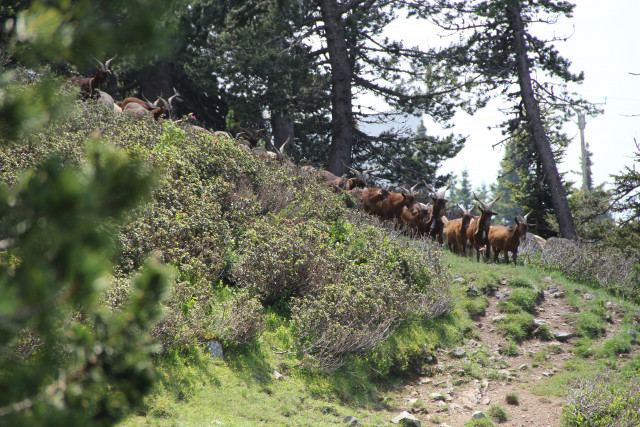 Chamrousse Celebration of seasonal migration - © EG - OT Chamrousse Chamrousse Celebration of seasonal migration