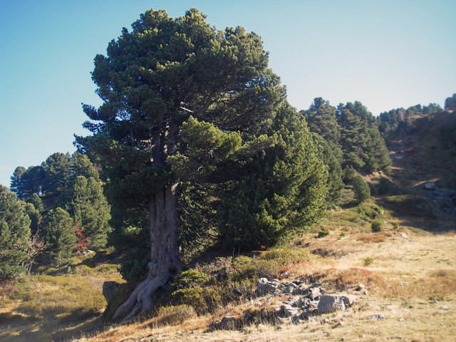 remarkable trees of Chamrousse