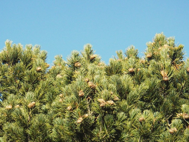 Cembro pine remarkable tree Chamrousse