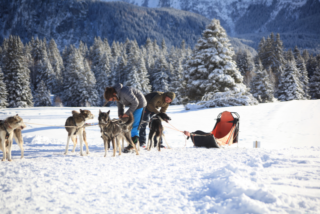 Dogs in preparation - dogsledding Chamrousse - © SAS Barbot - Chiens de traineaux Chamrousse Dogs in preparation - dogsledding Chamrousse