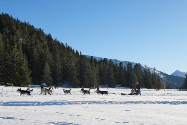 Dogsledding experience - Dogsledding Chamrousse - © SAS Barbot - Chiens de traineaux Chamrousse Dogsledding experience - Dogsledding Chamrousse