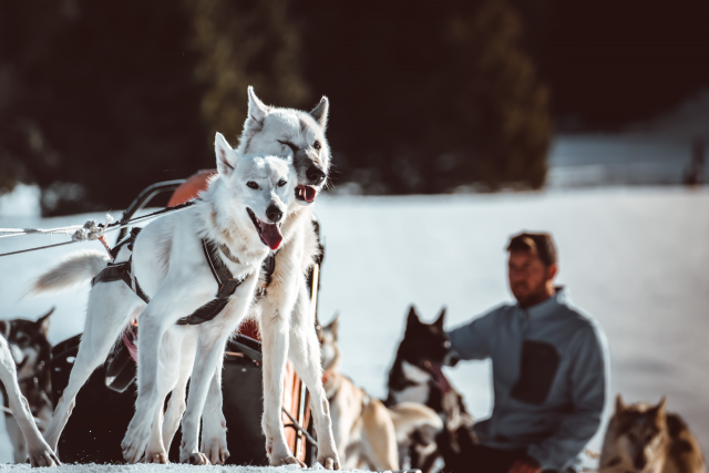 Neva and Obione - Dogsledding Chamrousse - © SAS Barbot - Chiens de traineaux Chamrousse Neva and Obione - Dogsledding Chamrousse