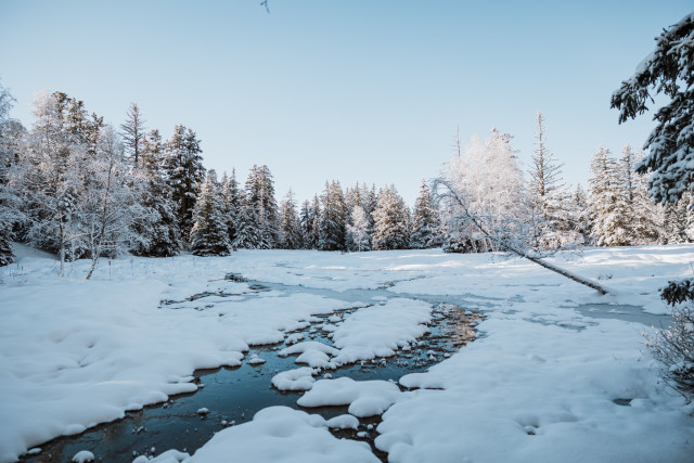 Forest bath_Chamrousse