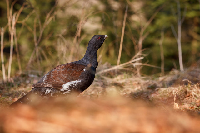 Mountain protected bird