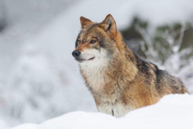Loup - © Freepik - wirestock Loup