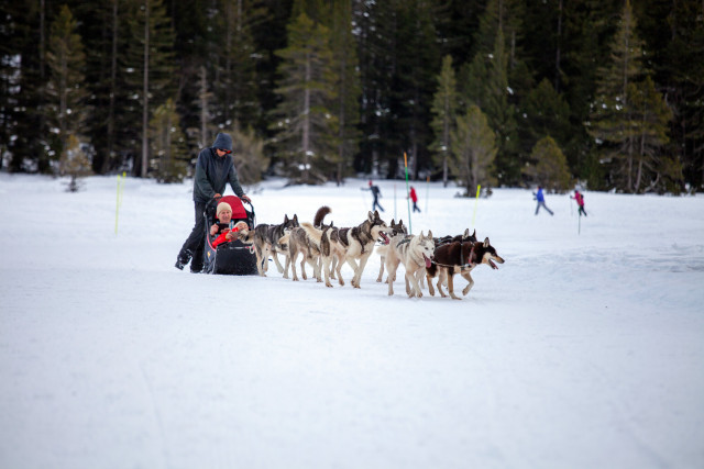 Nordic dog sledding Chamrousse - © Ann David - Chamrousse Nordic dog sledding Chamrousse