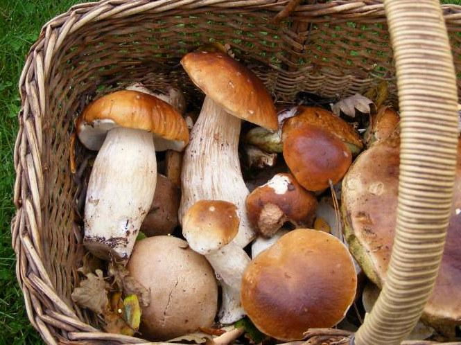 Wochenende Pilze sammeln Chamrousse