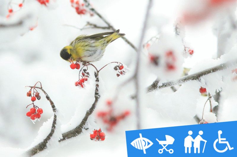 Sortie pour reconnaître les oiseaux de montagne en hiver par le chant et le comportement accessible à tous