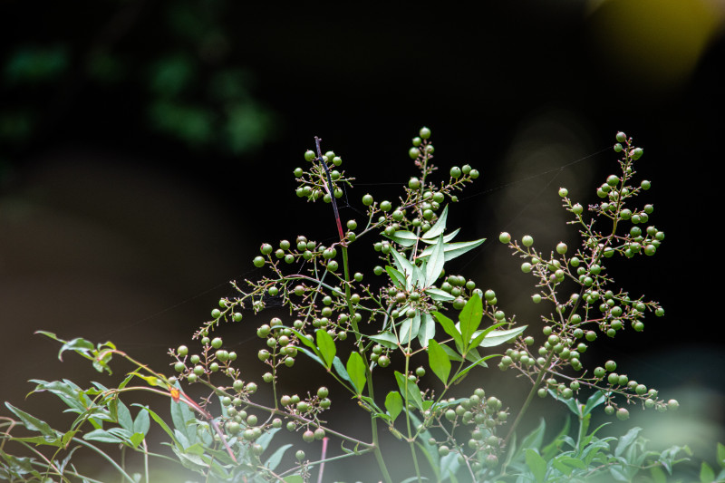 Early wake-up call Chamrousse