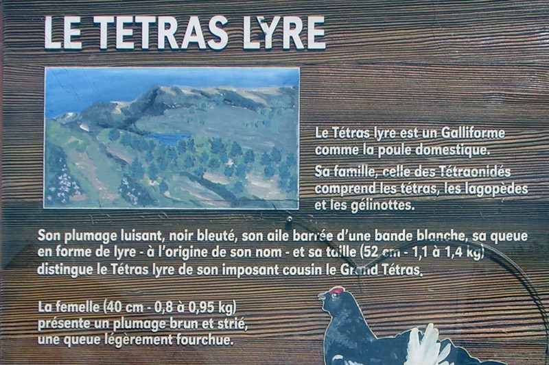 Tétras lyre Chamrousse