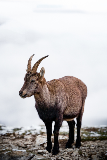 Exposition Faune Natura 2000 Belledone sud_Chamrousse