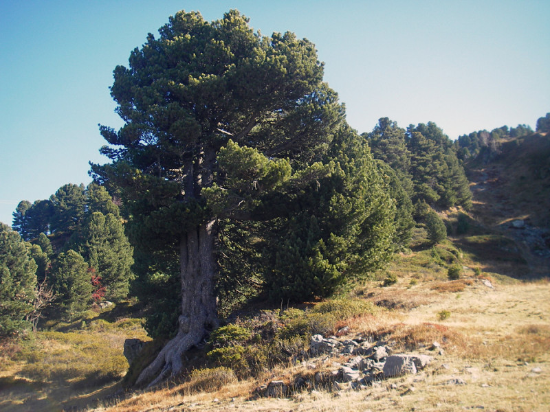 Arbres remarquables Chamrousse