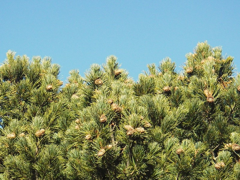 Pin cembro arbre remarquable Chamrousse