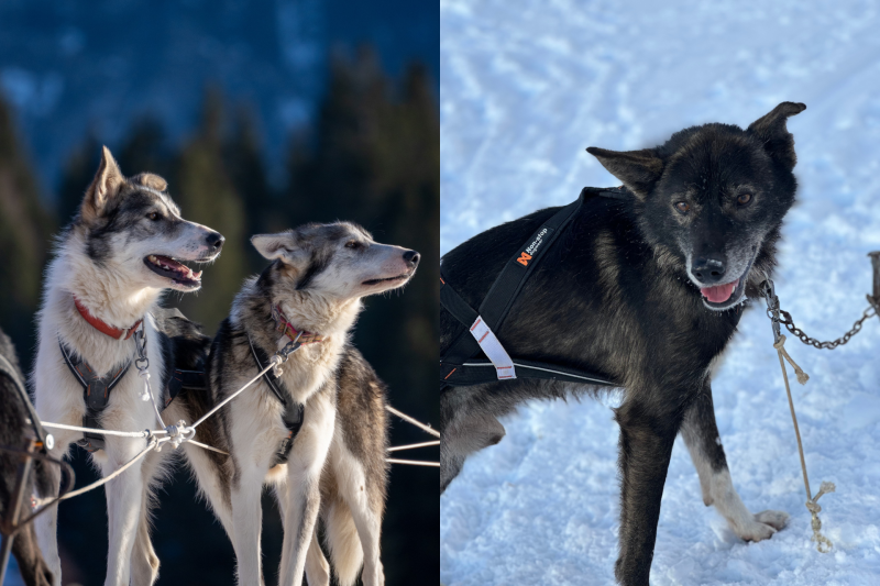 Our dogs - Dogsledding Chamrousse