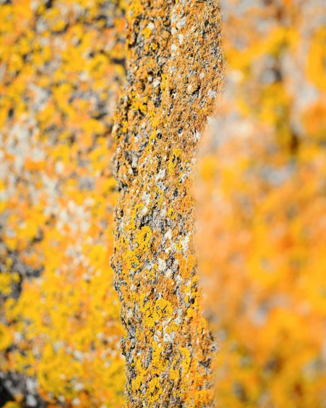 Workshop Naturfotografie_Chamrousse