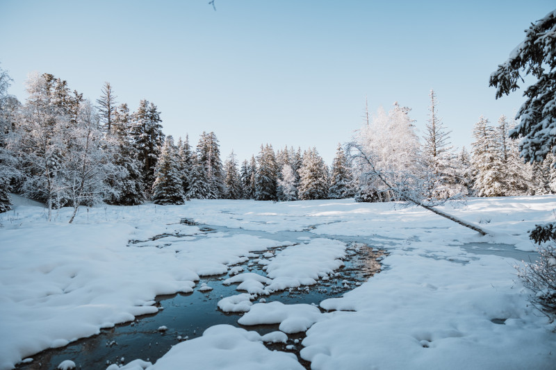 Forest bath_Chamrousse